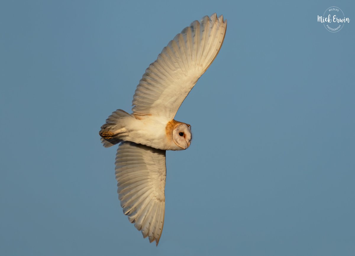 Barn Owl #sonyalpha #600f4 #sonyphotography #sony #wildlifephotography #nature #sonywildlife #sonya1 #bbcwildlifepodt #naturephotography #bbcspringwatch #bbcwildlifemagazine #barn #barnowl #barnowls