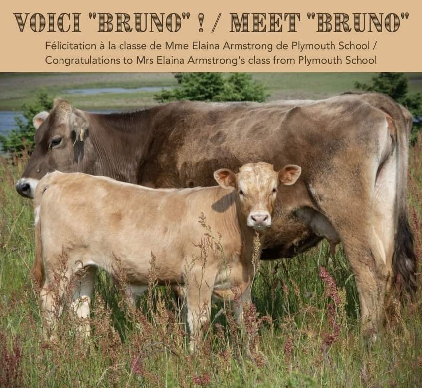 Our new calf at <a href="/villageacadien/">villageacadien</a> is cute, curious and friendly 🐄☺️
-
Notre veau est adorable, curieux et   amical 🐄☺️