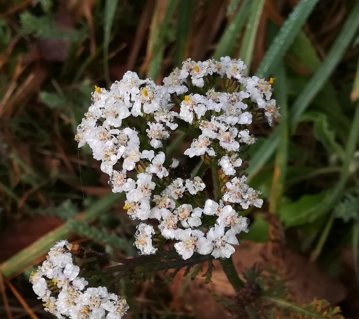 flora_vigo's tweet photo. Achillea millefolium L. (#Asteraceae).
Gal.: herba dos carpinteros, milenrama...
---
#flores #flowers #fleur #wildflowers #plantas #Plantae #Plant #plantes #flora #botánica #botanizing #taxonomy #naturaleza #nature #Biodiversidad #biodiversity #naturelovers #flowerphotography https://t.co/5DXoCOVPFx