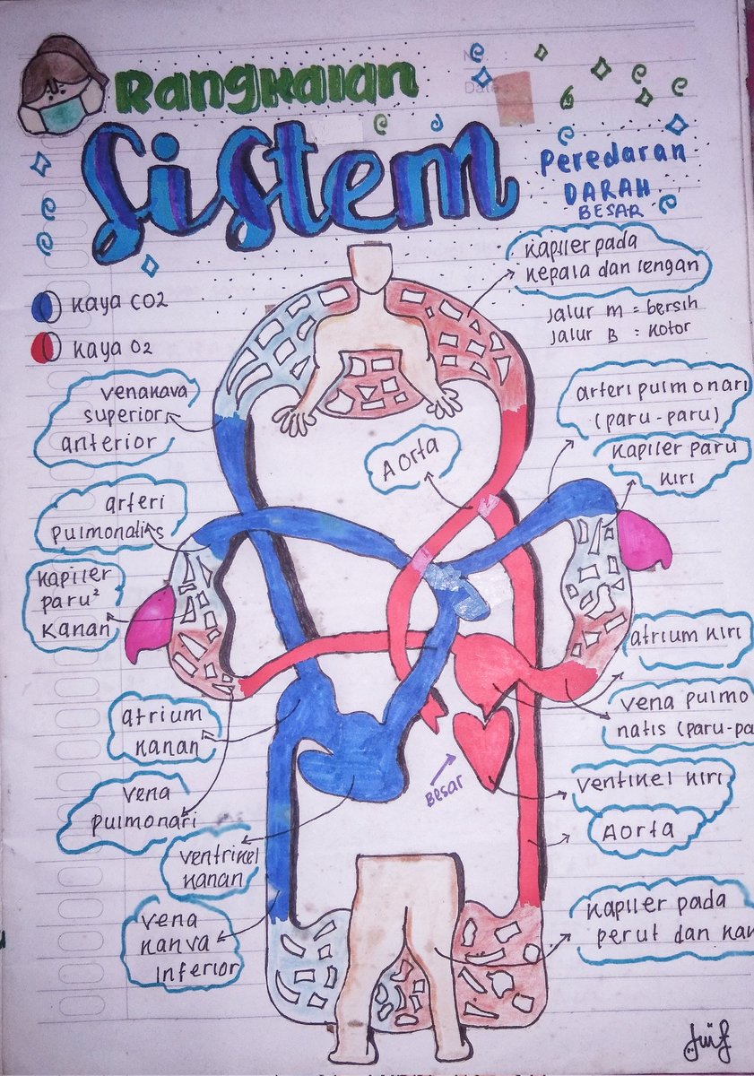 stdynrl's tweet photo. 🌷catatan ipa smp kelas 8
- rangkaian sistem peredaran darah

#studytwt #sains https://t.co/fGFFLQRn44