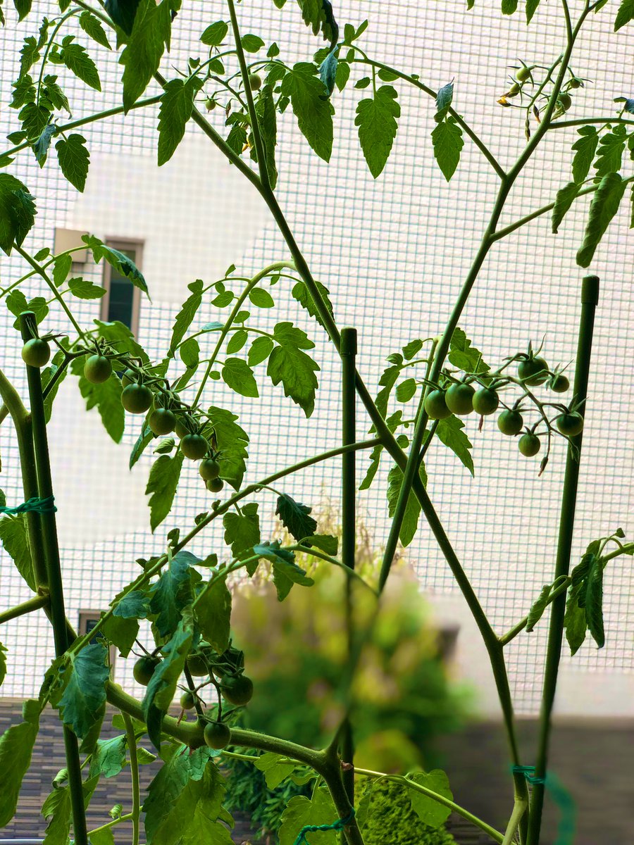 活力剤や肥料あげててもなーんかベランダの千果が細っこくて実も小さくて元気ないんだよなー😅 #ベランダ菜園 #ミニトマト