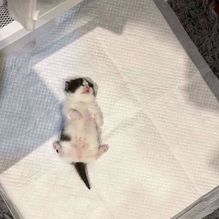 Hum_Blippo's tweet image. ouuuhhhhgggh tto muhx moilk