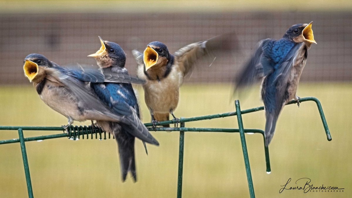 laurabraun1774's tweet photo. Aflutter.  Okay, this is the last baby bird image.  I promise!

#makearteveryday #whatiloveaboutsummer #barnswallows #inmygarden #fledglings #aflutter https://t.co/9MPZ4LKW4S