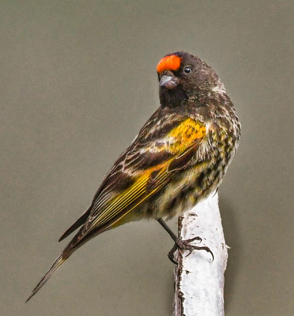 Fire-fronted Serin 
#birds
#BirdTwitter
#BirdsOfTwitter
#birding
#birdwatching 
#birdphotography
#BirdsSeenIn2023 
#IndiAves
#VIBGYORinNature
#nikonphotography