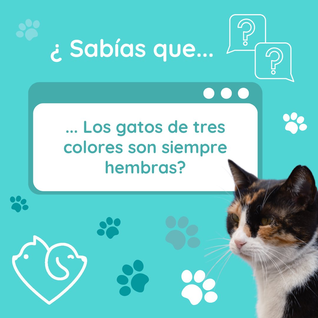 carepetsapp's tweet photo. El color de los gatos viene determinado por tres genes. Dos de los genes básicos sólo se codifican en el cromosoma X, por lo que los machos pueden tener dos colores o sus mezclas, mientras que las hembras pueden tener tres colores o una mezcla de ellos.#colorgato #geneticaanimal https://t.co/UbfdXknDFk