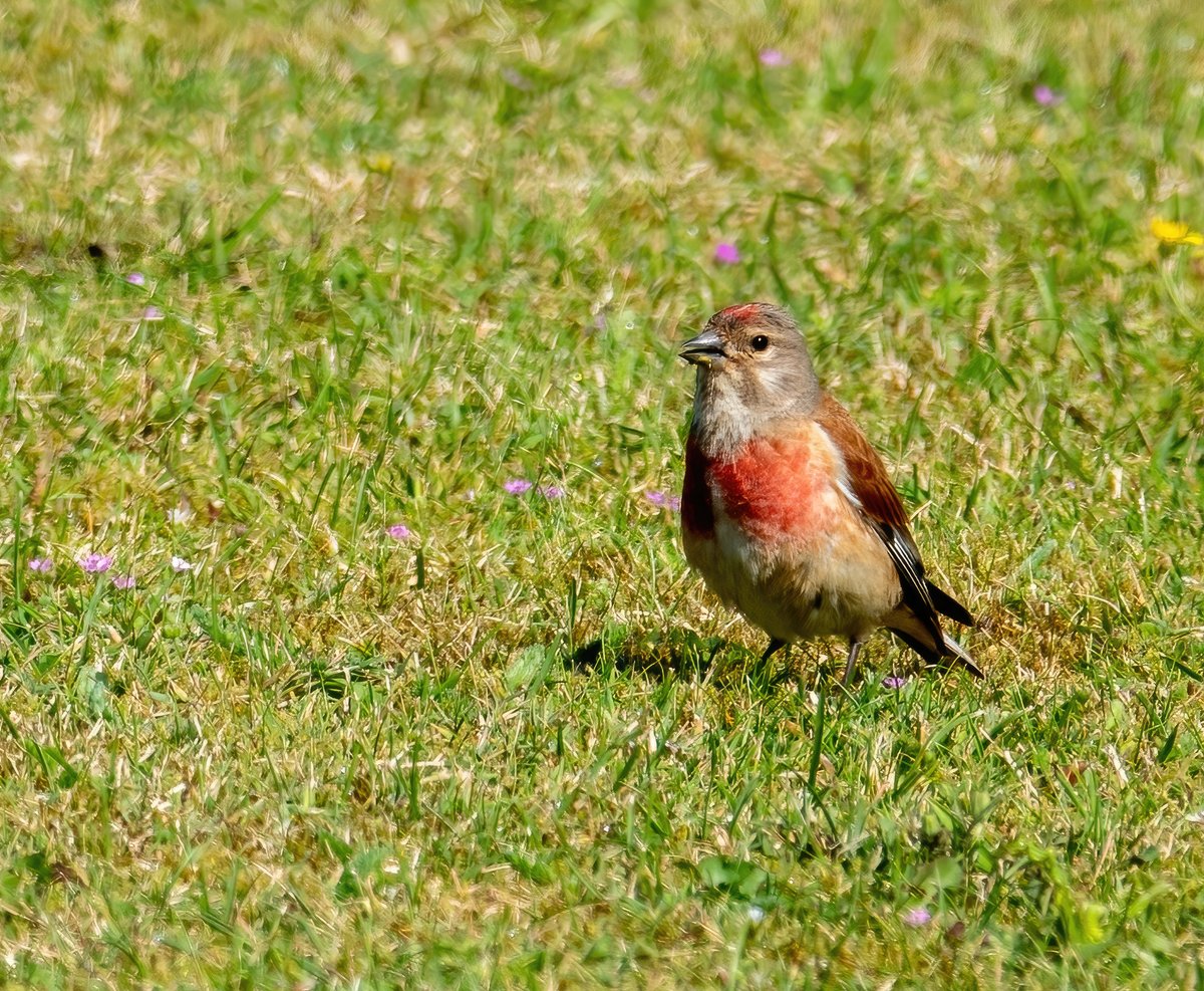 Male common linnet.#wildlifephotography #nature #ThePhotoHour #TwitterNatureCommunity #photooftheday @Team4Nature @Natures_Voice @Birdsoftheworld #birdphotography #birds #birdoftheday #Britishnatureguide @RSPBbirders #BirdsofTwitter #BBCWildlifePOTD