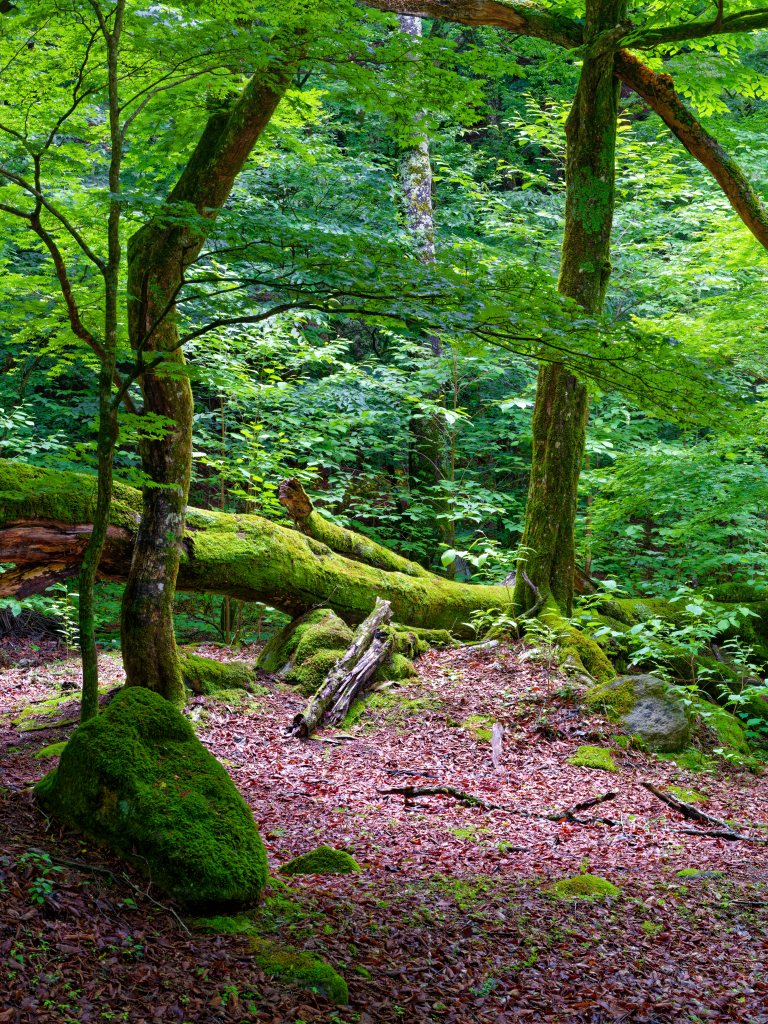 Some of these mossy scenes remind me of an old Star Wars film...
#japan #photography #travel #nature #natgeoyourshot #natgeoyourlens #yourshotphotographer #throughthelens #japantravel #japanphotography #fujifilm #東京カメラ部clubhouse #山梨県