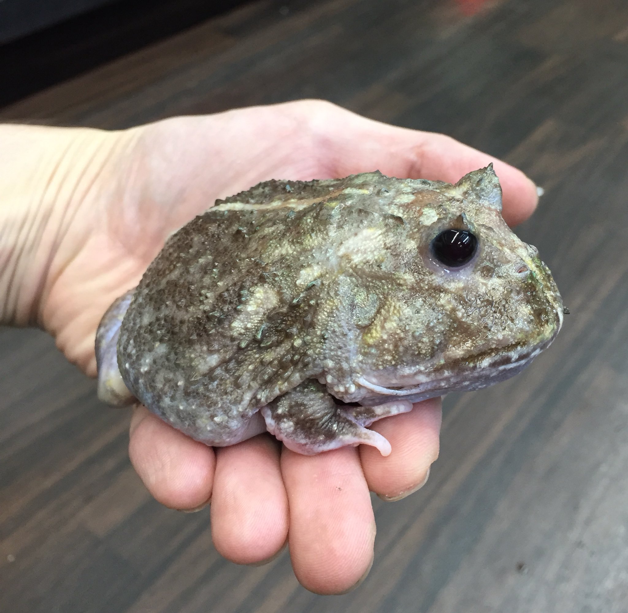 ◇ クランウェルツノガエル ミュータント スケルトン 4.5〜5センチ