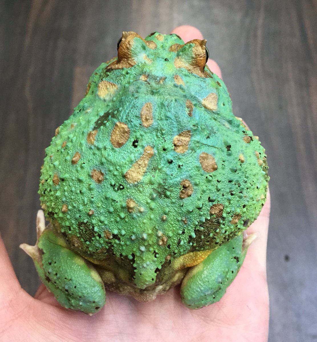 クランウェルツノガエル “ミュータント ブルーメタル” 実物は