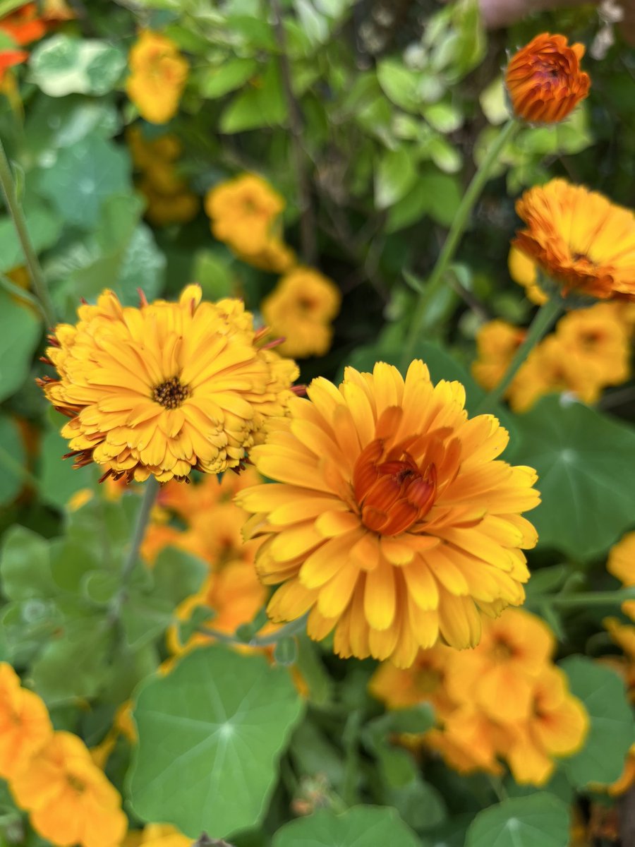 Indian prince calendula, courtesy of @higgledygarden, mingling rather nicely with self seeded nasturtiums on  #FlowerFriday #FlowersOnFriday #gardening 💛🧡