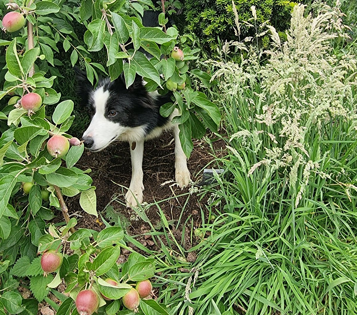 Lola trying to hide behind a fallen apple tree and seek up on Benji

#bordercollie #bordercolliedog #lola #herdingdog #bordercollielife #bordercollielove #playfulpup #hideandseek #appletree