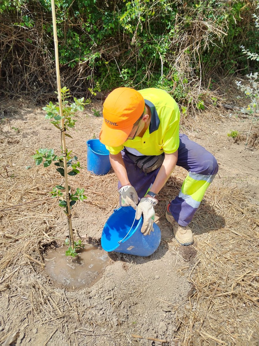 auroracet's tweet photo. 🌳 Ens trobem realitzant el control d'espècies invasores a l’entorn del torrent dels #Garidells i fent el manteniment de les 400 plantes autòctones de ribera que hi vam plantar.
#AssociacióAurora @Dipta_cat #DiptaSuma #MésSostenibilitat #custòdiafluvial https://t.co/cxtdR6tqXC