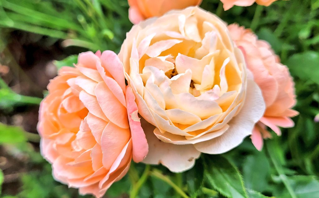 Fabulous patio rose at Mum's 
#NotRoseWednesday #FlowersOnFriday 🌹

Oh, and Dad's home from hospital 🥳🥳🥳