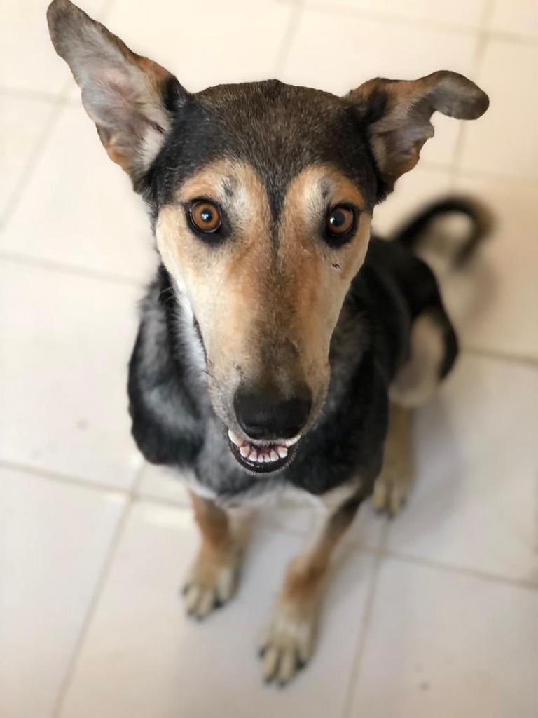 Nowzad's tweet photo. HARRY #dog still needs a #lovingforever home. Experienced adopter required who loves a good walk. He is a fab dog. Let’s get him adopted 🙏🏼
adoptions@nowzad.com for more info! #AdoptDontShop #Adopt #dogs #rescuedog https://t.co/4CTh9iaivh