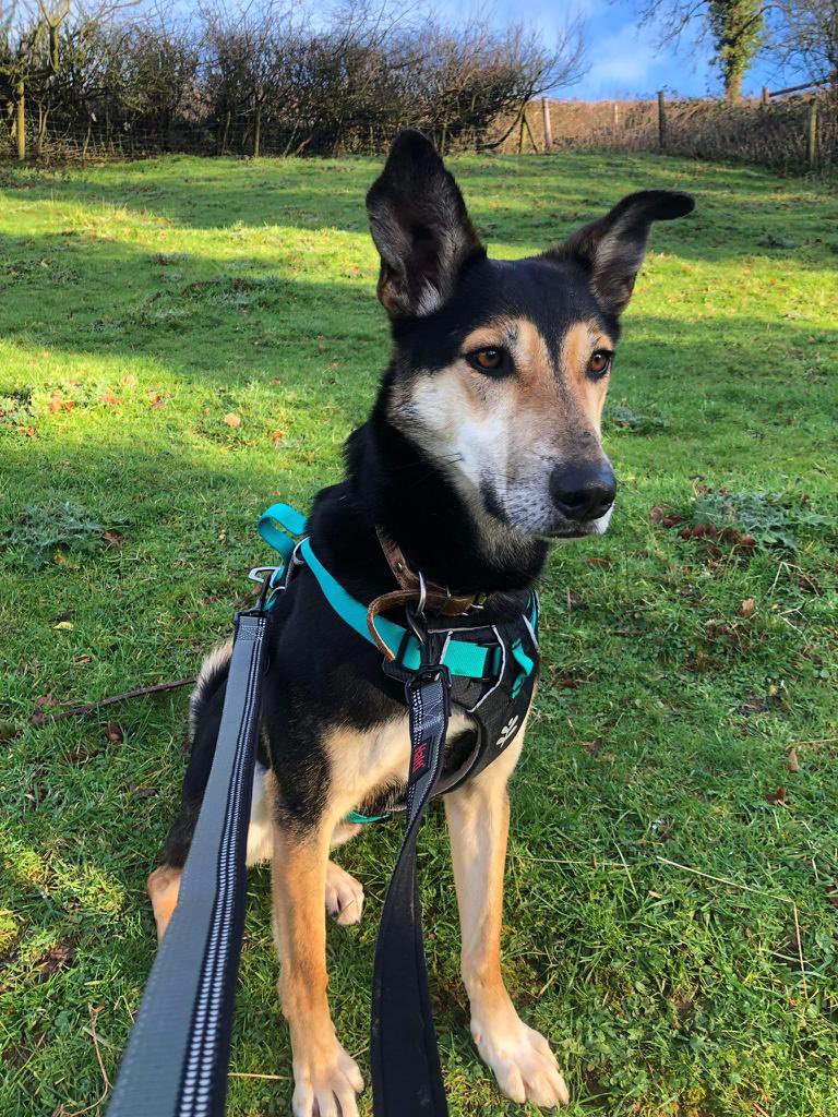 Nowzad's tweet photo. HARRY #dog still needs a #lovingforever home. Experienced adopter required who loves a good walk. He is a fab dog. Let’s get him adopted 🙏🏼
adoptions@nowzad.com for more info! #AdoptDontShop #Adopt #dogs #rescuedog https://t.co/4CTh9iaivh