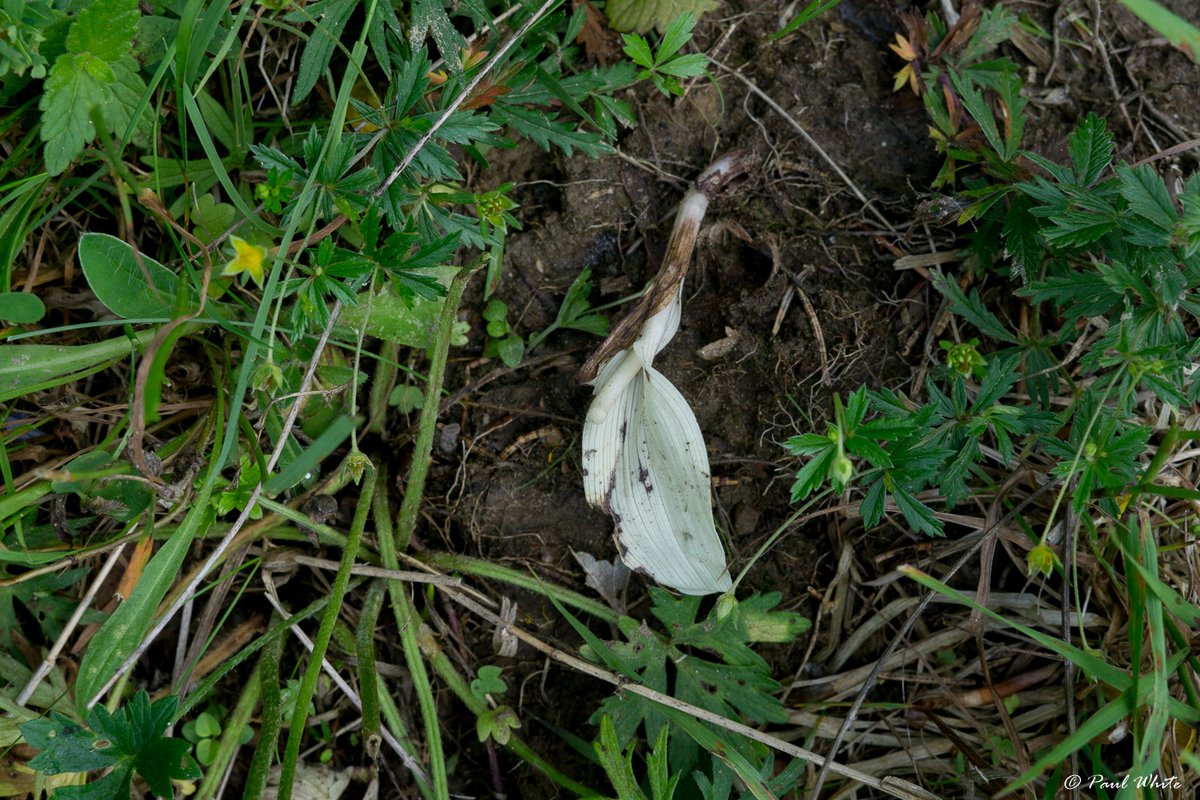 Unfortunately this specimen has been lost/severed as a flock of sheep has since passed over the meadow. I will look out for it again next year. @thenewgalaxy @smatei @AdamWelz @adriawildlife @bitheolaidhe @CAGrasslands @SteveTandy3 @Feldbotanik @obsidia_nn @acidull1