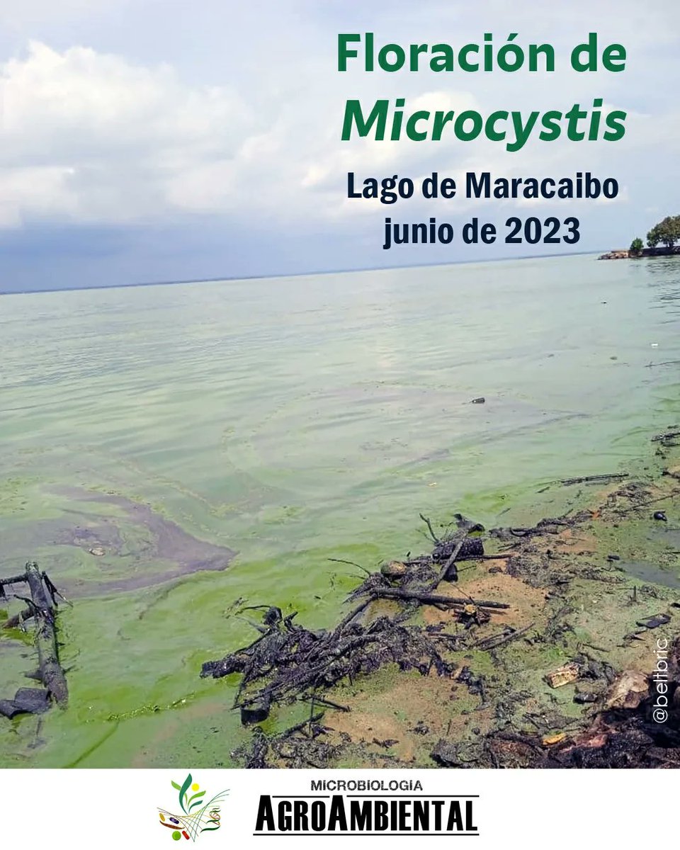 beltbric's tweet photo. Durante varios días los zulianos han estado observando el 𝘷𝘦𝘳𝘥𝘪́𝘯 en el Lago de Maracaibo. Muchos están confundiendo este crecimiento con la otrora famosa 𝘓𝘦𝘮𝘯𝘢; sin embargo, estamos ante la presencia de una𝗳𝗹𝗼𝗿𝗮𝗰𝗶𝗼́𝗻 𝗱𝗲 𝗮𝗹𝗴𝗮𝘀 𝗻𝗼𝗰𝗶𝘃𝗮𝘀. https://t.co/uRRS3jQOcH