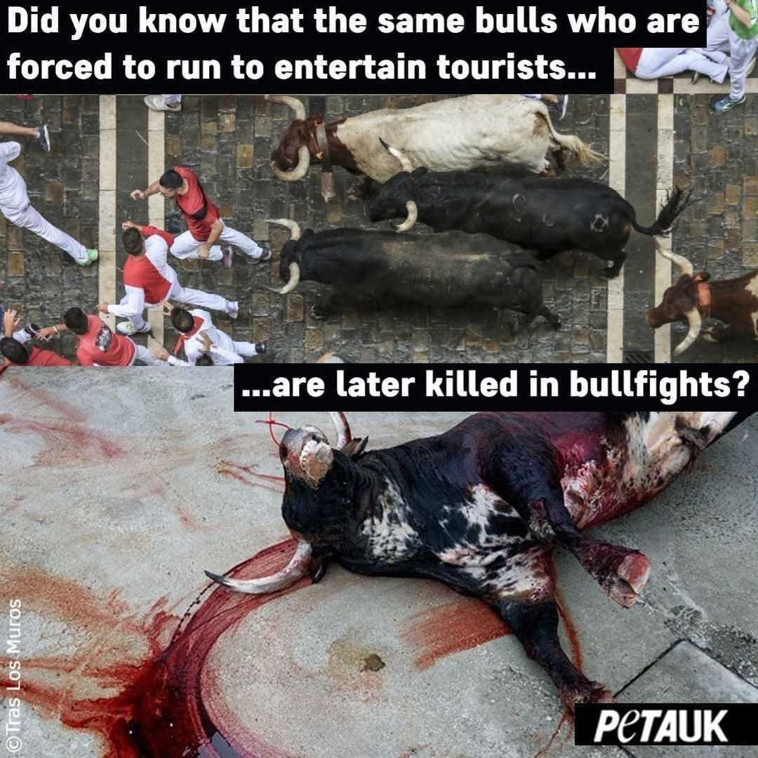 PETAUK's tweet photo. At the San Fermín festival in #Pamplona, Spain, a spectacle of torment known as the Running of the Bulls – where bulls are forced to run up steep hills before being stabbed to death in a bullring in the evening – takes place each July. 

#BanBullFighting #SanFermin https://t.co/DVELxGuZFV