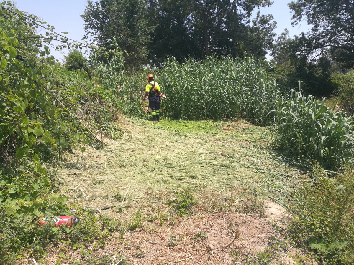 auroracet's tweet photo. 🌳 Ens trobem realitzant el control d'espècies invasores a l’entorn del torrent dels #Garidells i fent el manteniment de les 400 plantes autòctones de ribera que hi vam plantar.
#AssociacióAurora @Dipta_cat #DiptaSuma #MésSostenibilitat #custòdiafluvial https://t.co/cxtdR6tqXC