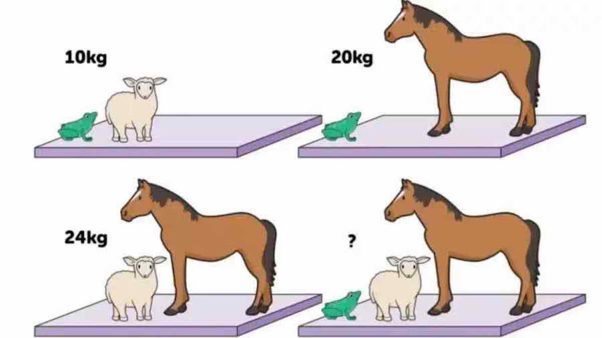 TutorialsZoom's tweet image. Guess the weight of each animal in 30 seconds?
#Mearningtocode #codingnewbie #codinglanguages #coder #coding #java #javascript #python #html #webdevelopment #programming #programmer #pythonhub #python3 #pythonprogramming #ai #ml #artificialintelligence #machinelearning #css