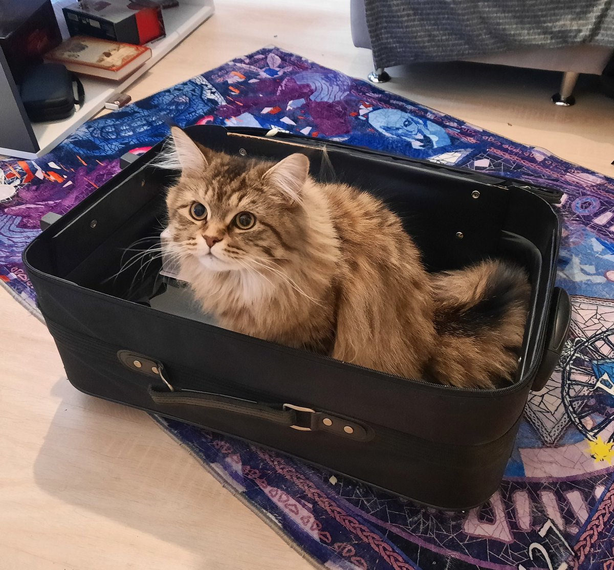 MaxSen_G tweet media