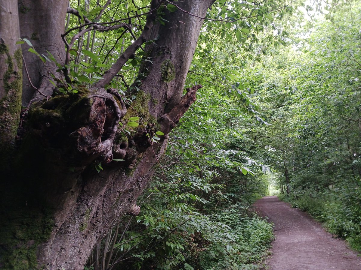 WTBridget's tweet image. Kent quarry extension threatens 50 hectares of Oaken Wood
Join our urgent @WoodlandTrust campaign to save this irreplaceable ancient woodland
buff.ly/434wmgv