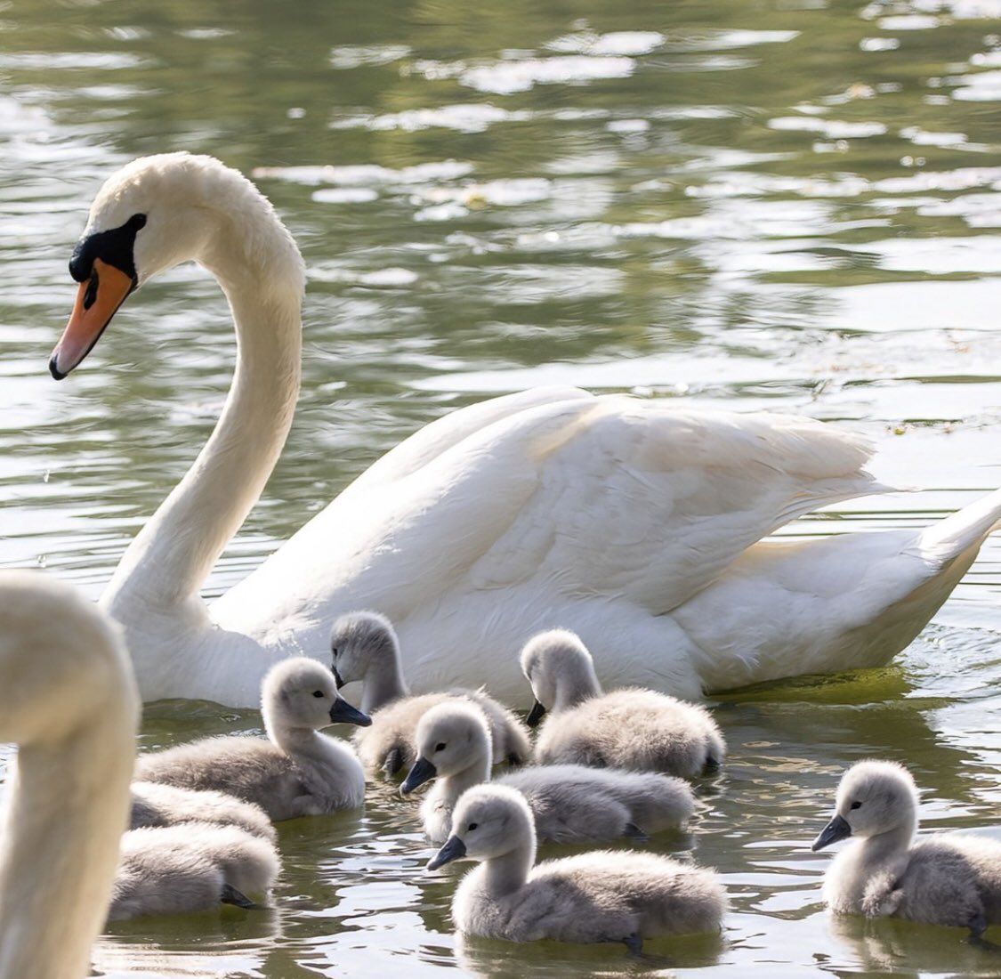 This was 5/11.  8 cygnets and 2 parents.  People clamoring for pics.  Today they are left with 1 parent and 2 cygnets.  So many people who are supposed to be pro-wildlife are completely disappointing #muteswans #birds #citywildlife #urbanwildlife