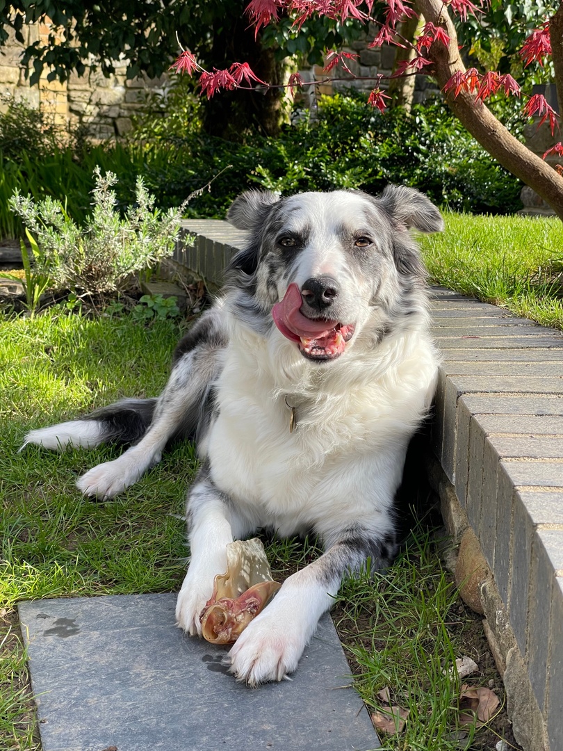 getnaw1's tweet photo. A lip-smacking treat that's high-protein, high-value and most importantly, tasty. Your mutt's been waiting 'ears for something like this 👇

🛒: https://t.co/6ft4fzmIU8 https://t.co/jwiwhMKvQc