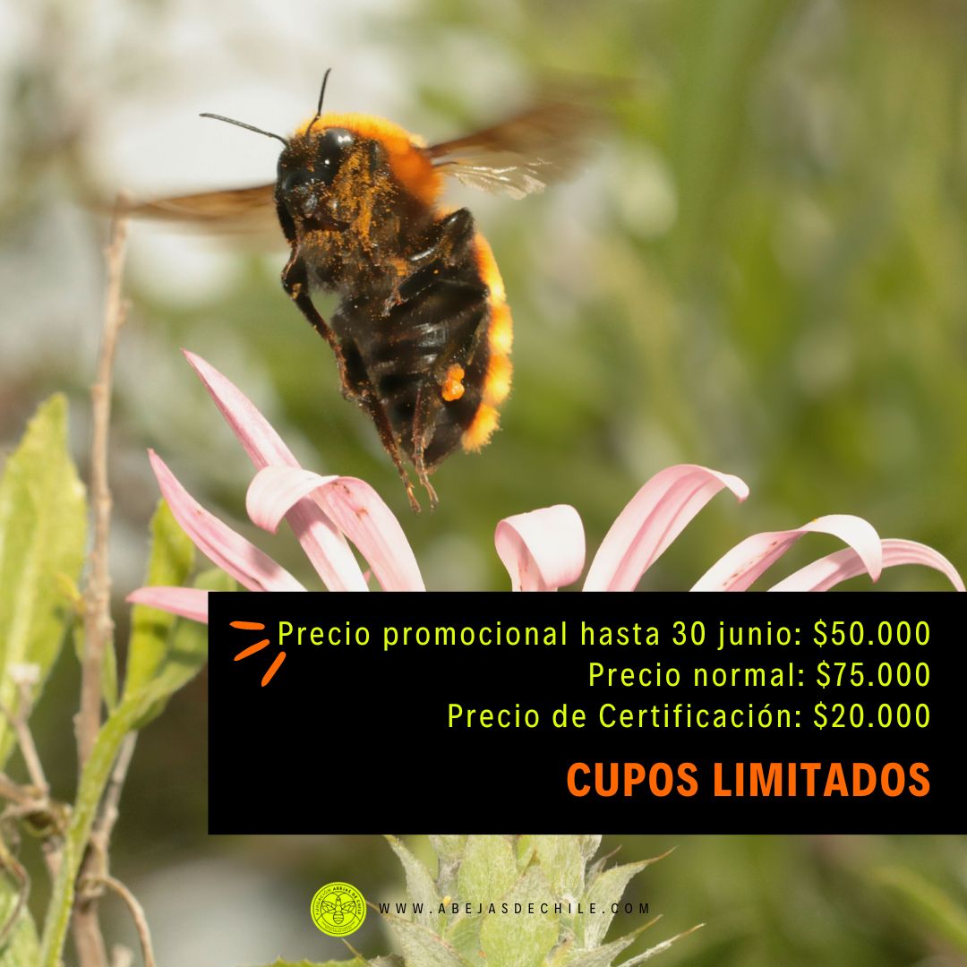AbejasDeChile's tweet photo. Fecha: Próximamente
Para más información e inscripción, envía un correo a dannyhc@abejasdechile.com y te responderemos con gusto.
¡Te esperamos para compartir esta experiencia única! 😃💚
#Curso #abejasnativas #Certificación #ecologia #beenative #abejasdechi https://t.co/0a6B9uMv49