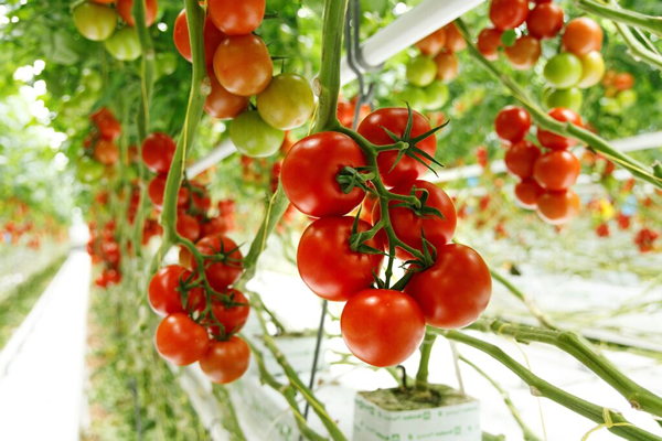 'ToBRFV-resistente tomatenrassen maken verwachtingen waar' groentennieuws.nl/article/954201…