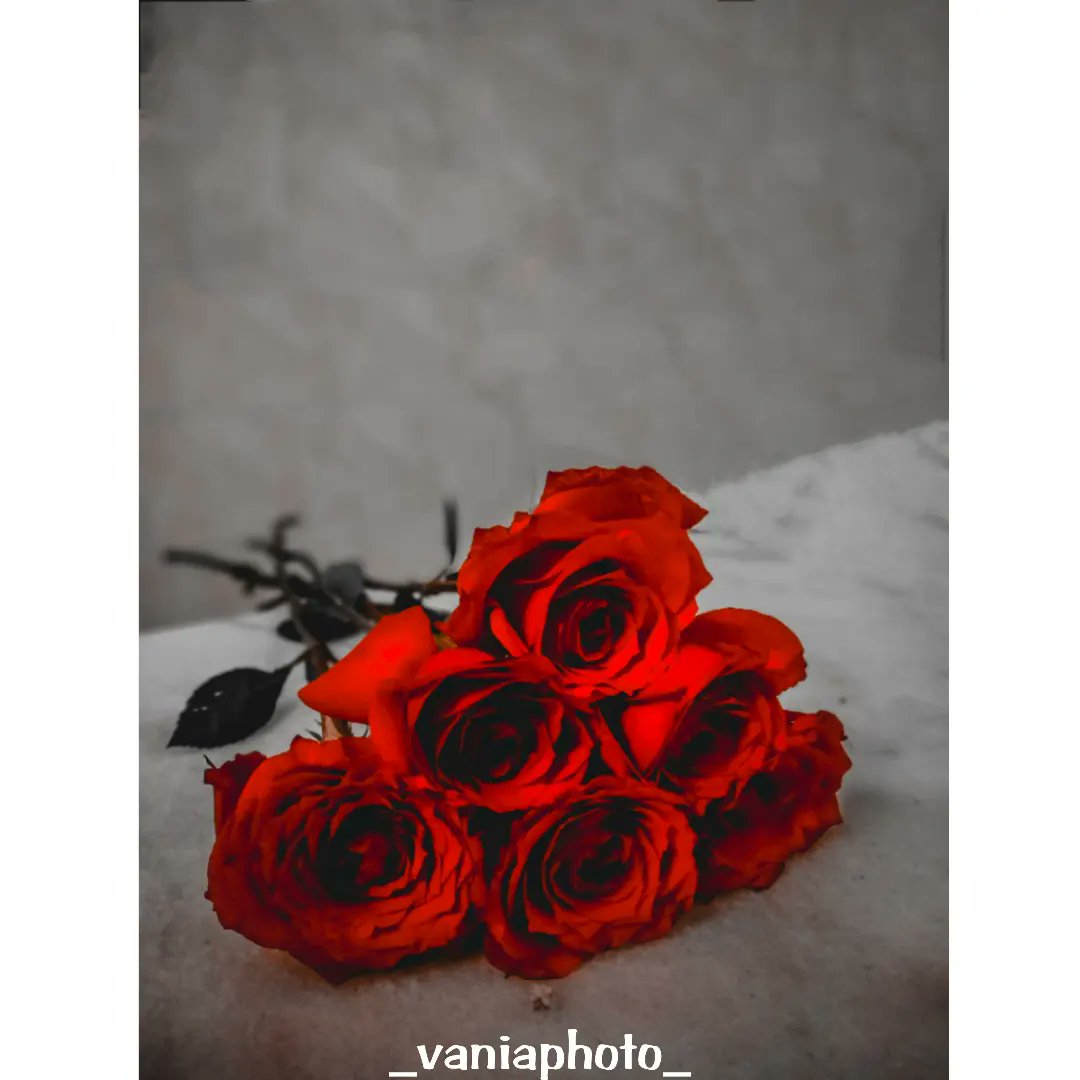 vaniaseifi's tweet photo. گل رز گل عشق است،
جهان قرن هاست که آن را تحسین کرده است❤🌹

#photome https://t.co/ISHmd9Ck5e
