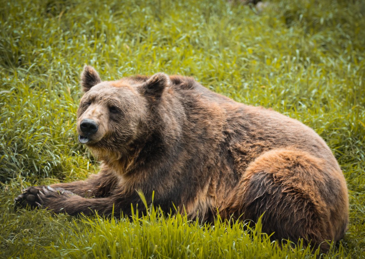 Silly Stivi 🤪

Photo credits: BEAR SANCTUARY Prishtina

#bears #prishtina #kosova #bear #sanctuary #animalwelfare #fourpaws #love #animal #bearlovers #animallover #photography #photooftheday #nature #Wild
