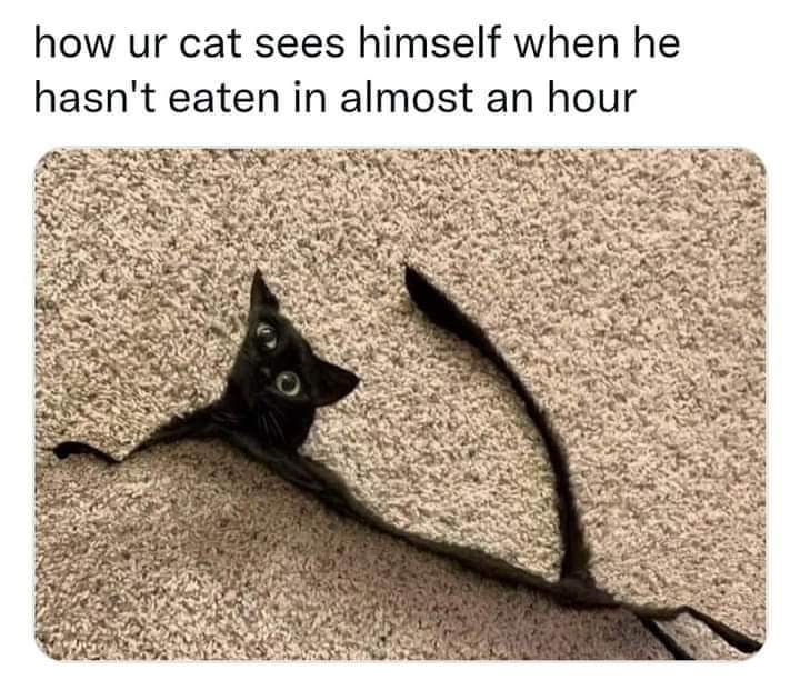 WholesomeMemes tweet media