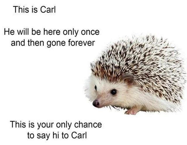 WholesomeMeme's tweet image. 