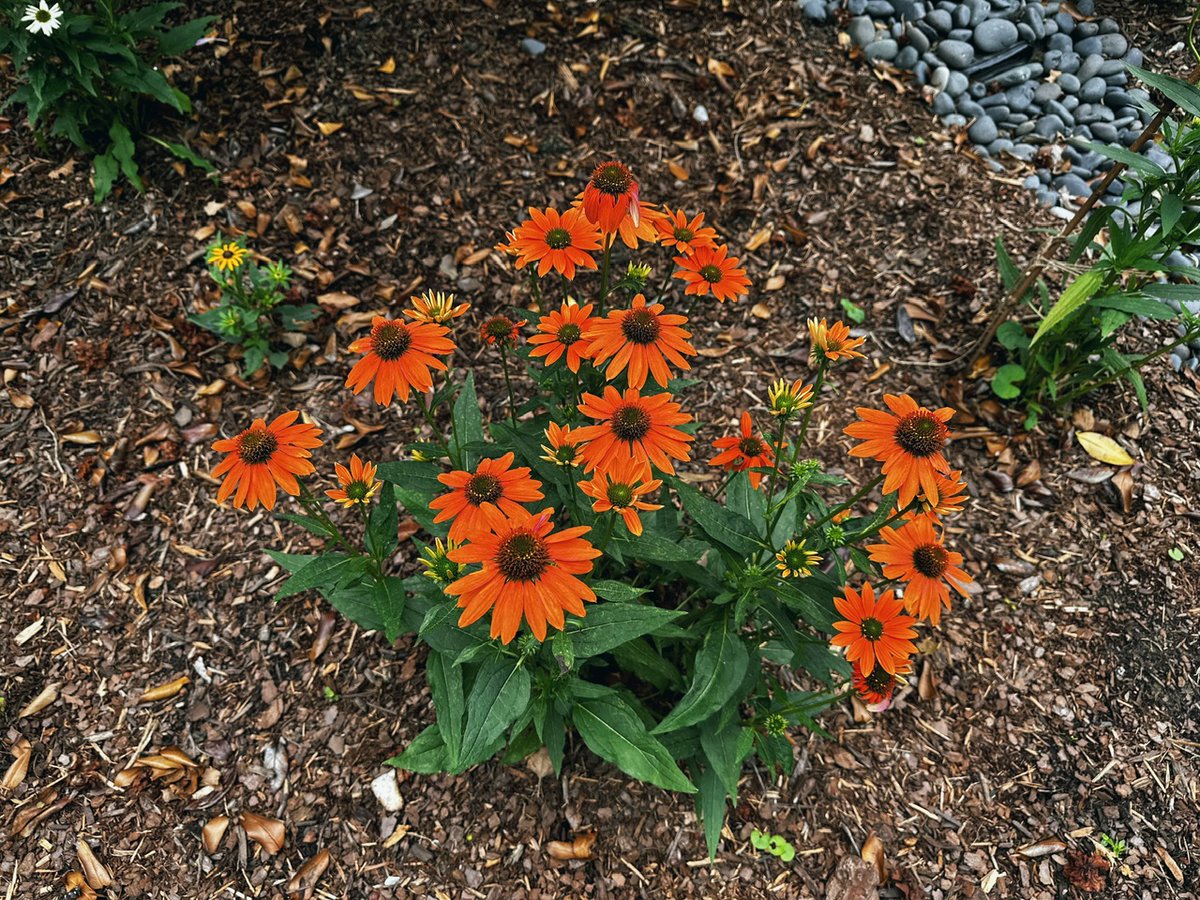 🏝️ Affirmative action, new laws, and two logistical notes - mailchi.mp/gmrva/good-mor…