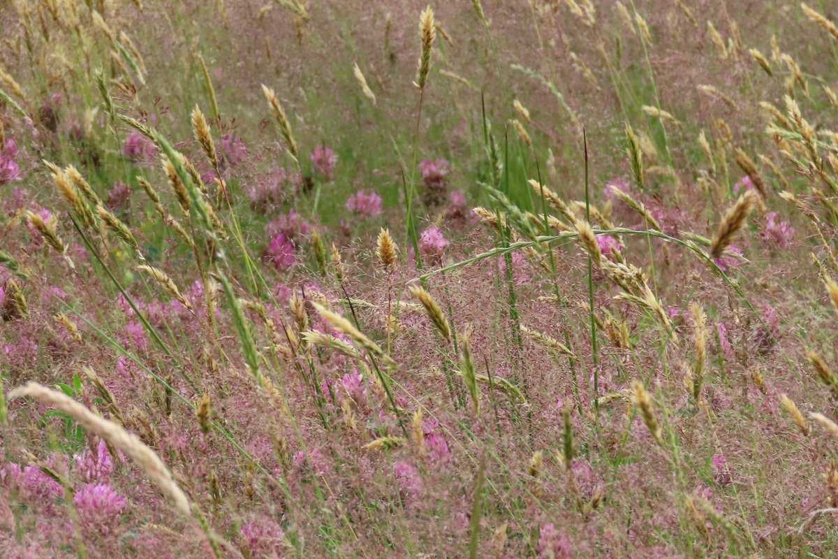 Ahead of #NationalMeadowsDay I want to celebrate the importance of our native #grasses in #meadows They are as beautiful &amp; as necessary as our #wildflowers for wildlife. I'm so happy that my ex silage field is now home to many different #grass species, where once it was Ryegrass!