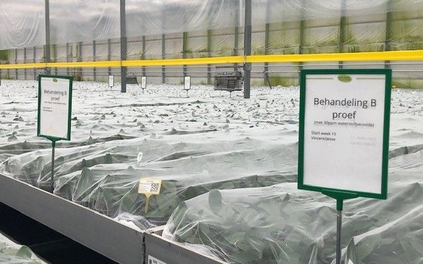 Onderzoek effect waterstofperoxide op groei phalaenopsis
bpnieuws.nl/article/954183…