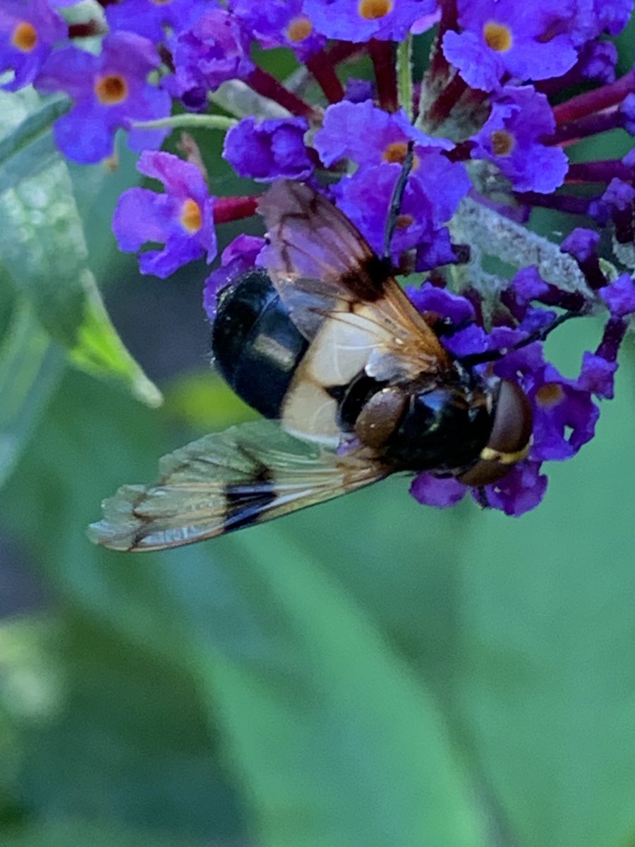 WeerkampJos's tweet photo. #FotoZomerWeken #Beestjes #WitteReus @jolandabrwr 🐝🤍🐝🤍 https://t.co/rd2XL3ylA1