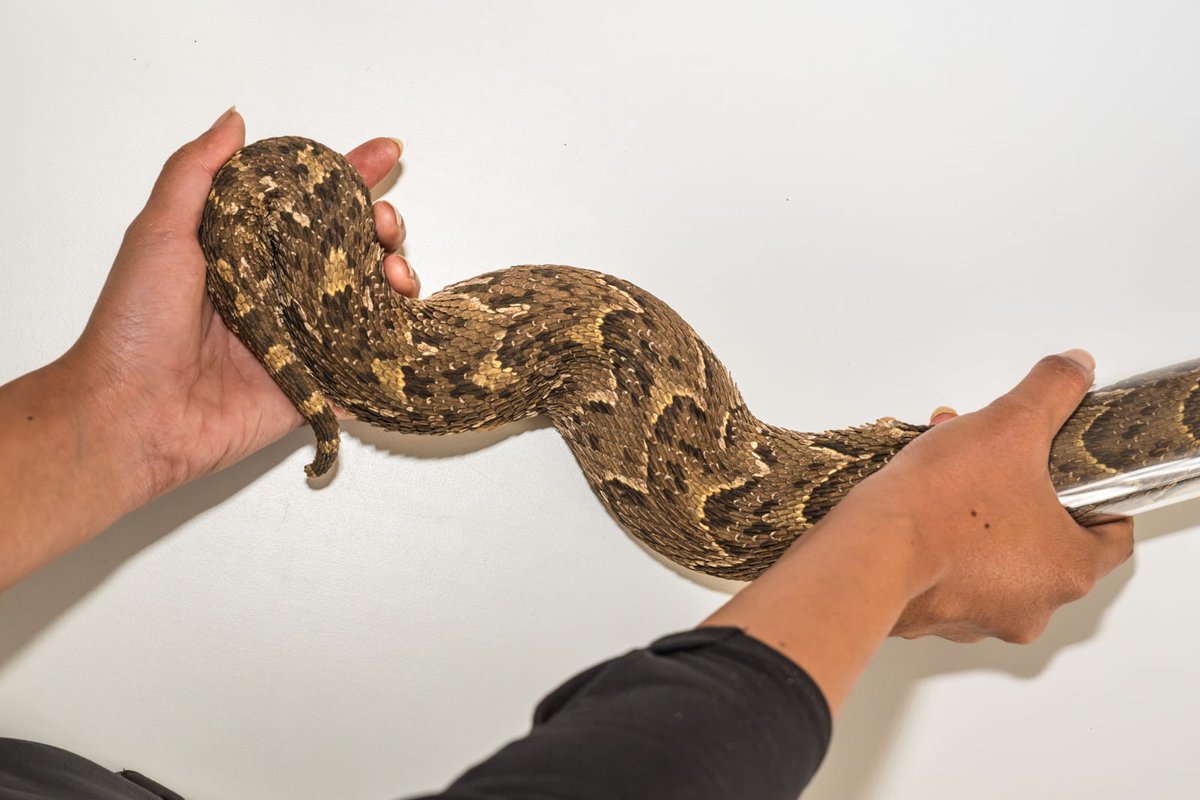 AfricaHerp's tweet photo. Meet Azraa Ebrahim. Azraa is a PhD student @FoSWits  in @WitsUniversity .Her project aims to characterise the thermal biology, space use and metabolic responses of ambush-foraging puff adders @Tswalu . #snakes #FridayMotivation #FridayFeeling #SaveTheSnakes #conservationoptimism https://t.co/aTPlQiJQ5M