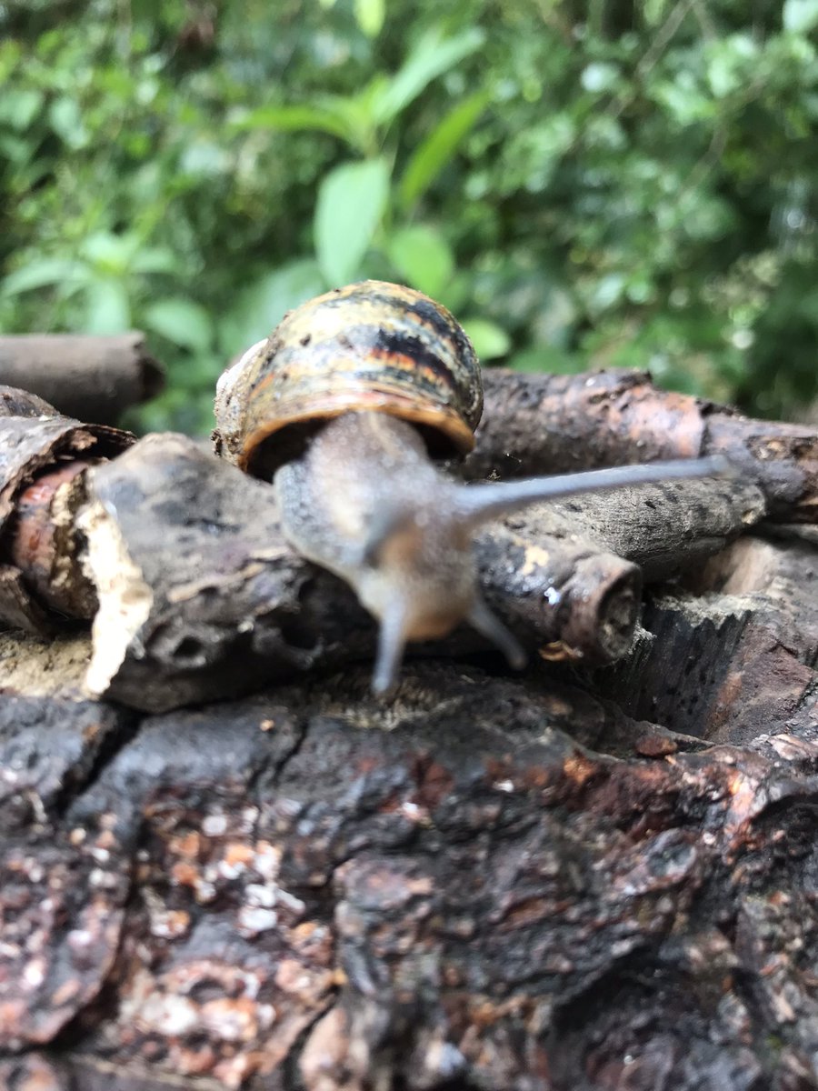 ForestJo21's tweet photo. Class 4 had a wonderful explore of the woodland this morning &amp; found lots of creatures living amongst the undergrowth, even a frog (or was it a  toad, we couldn’t decide!) https://t.co/Lv7Ip5eu70