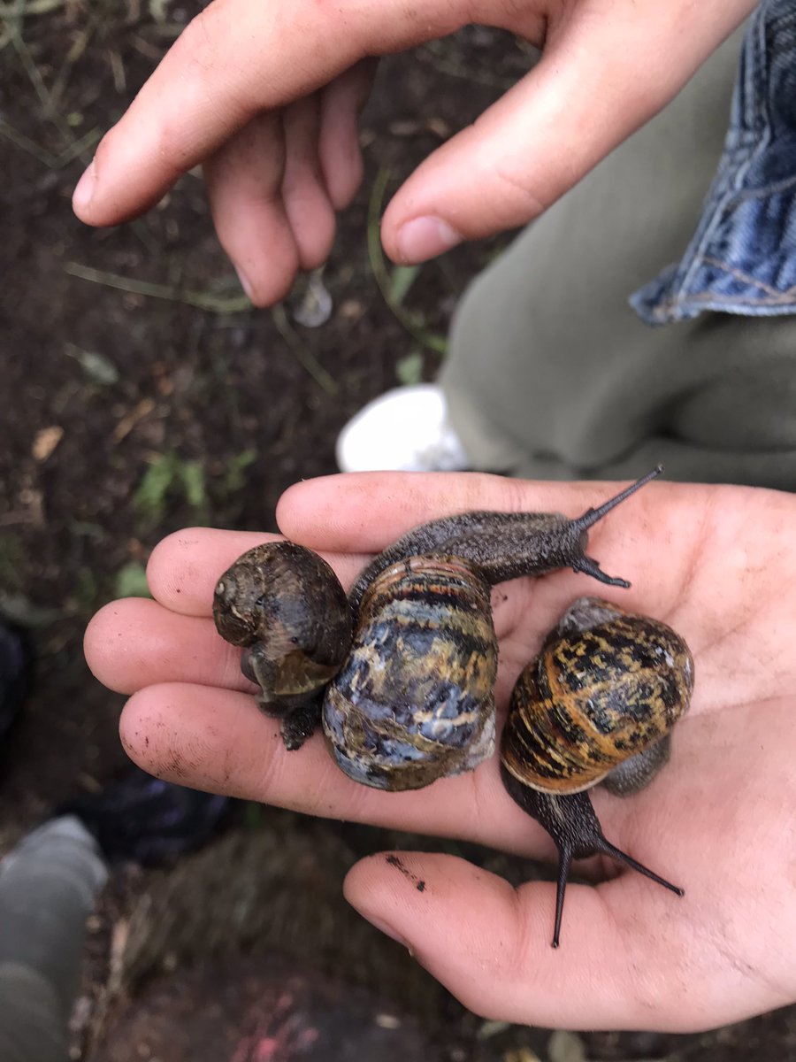 ForestJo21's tweet photo. Class 4 had a wonderful explore of the woodland this morning &amp; found lots of creatures living amongst the undergrowth, even a frog (or was it a  toad, we couldn’t decide!) https://t.co/Lv7Ip5eu70