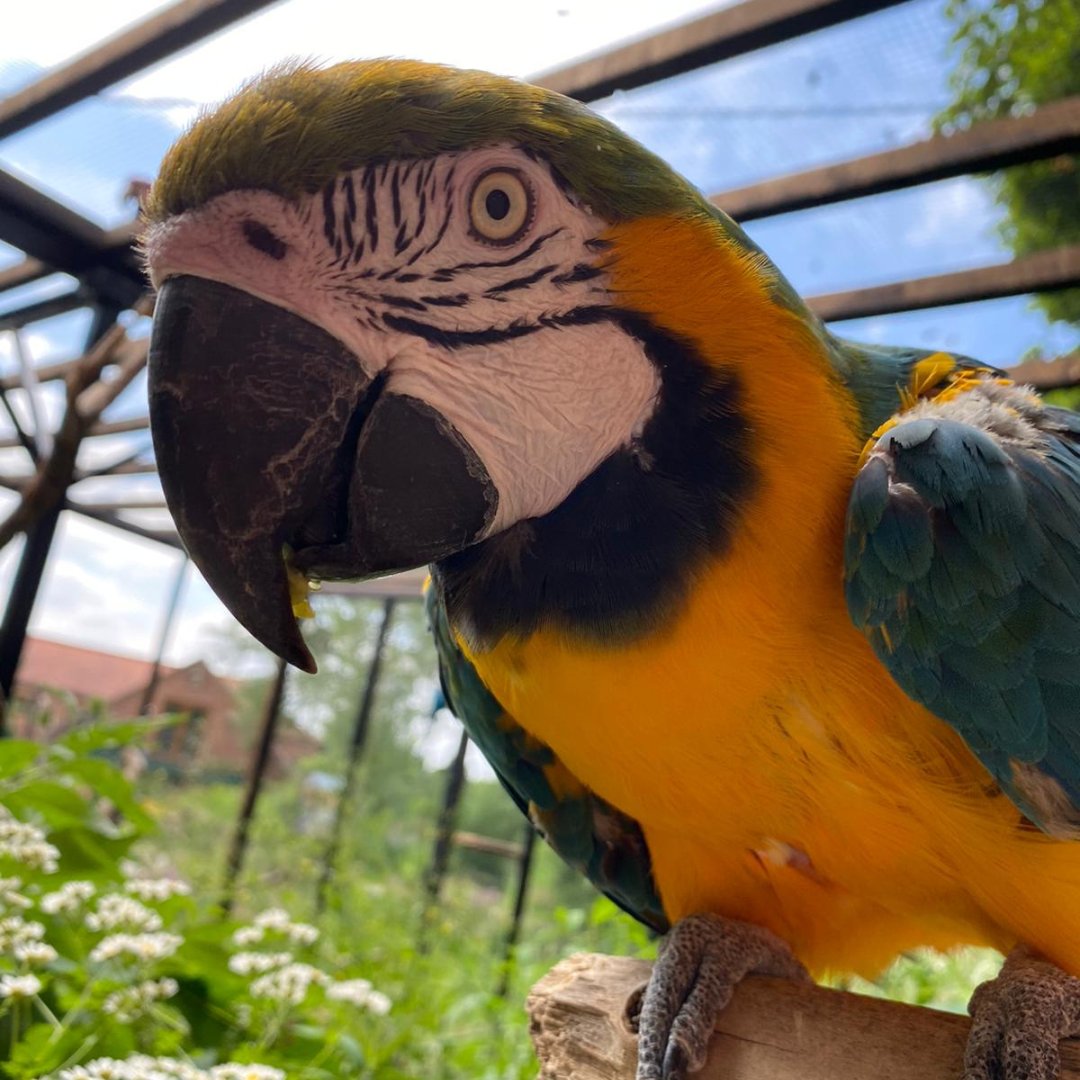 Happy Saturday Everybody! Delta is super happy it's the weekend, be sure to say hello to Delta if you are visiting this weekend! We are open 10am- 5pm both Saturday and Sunday - butterflyhouse.co.uk #visitnotts #yorkshireattractions #thingstodoinsheffield