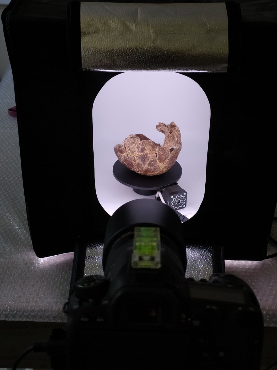 Ongoing 3D photogrammetric acquisition on one of the Biache-saint-Vaast hominin skull by @david_herisson at @Archeonationale for a future exhibition at the Arkeos museum @Douaisis_Agglo 
#fossilfriday @MNHN_recherche