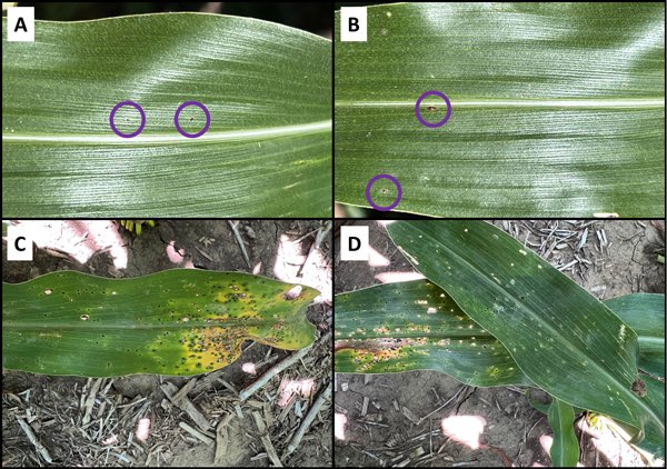 Are you looking for Tar Spot scouting info, distribution, fungicide timing, and more? Make sure to check our latest update 👉 bit.ly/3JDg1sx