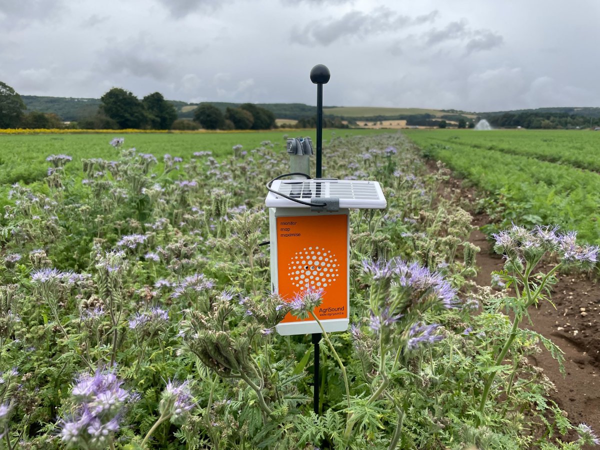 We deployed several Polly devices across <a href="/HuntapacProduce/">Huntapac Produce 🥕</a>'s fields. Here's what they achieved:

1️⃣ Real-time monitoring 📊🔬
2️⃣ Data-driven decision making 📈📆
3️⃣ Cost-effective solution 💡💰

Discover more: agrisound.io 🐝🔊💻
