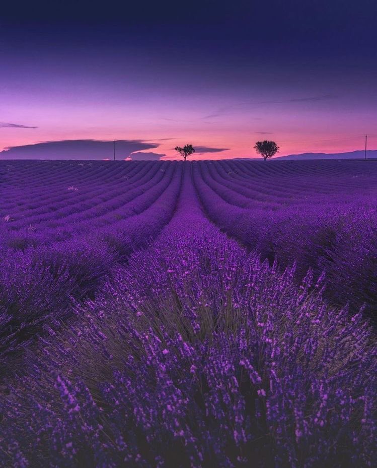 lavender haze.