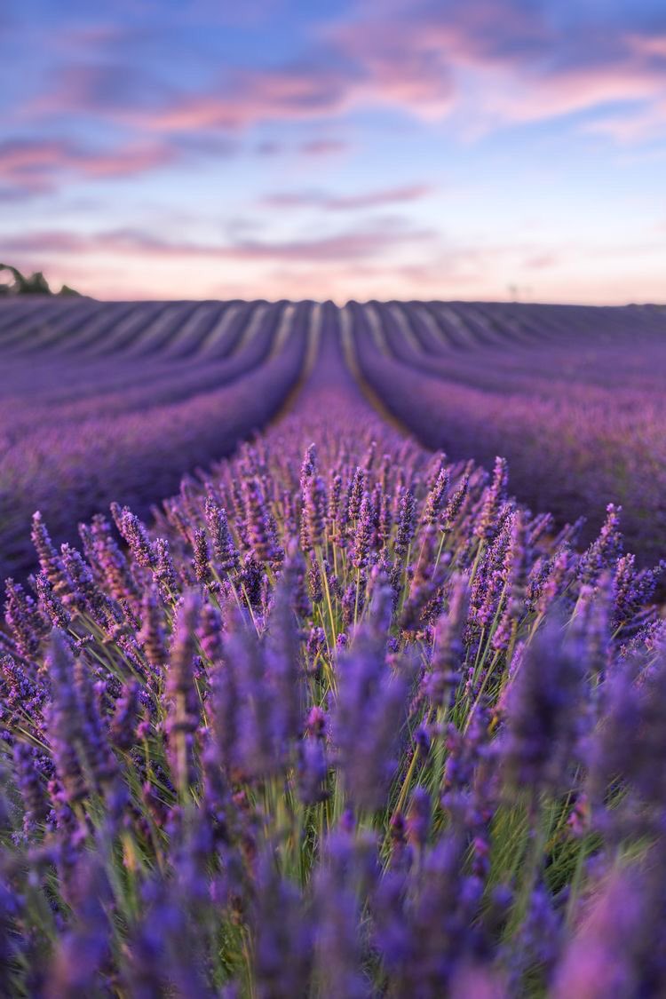 lavender fields.