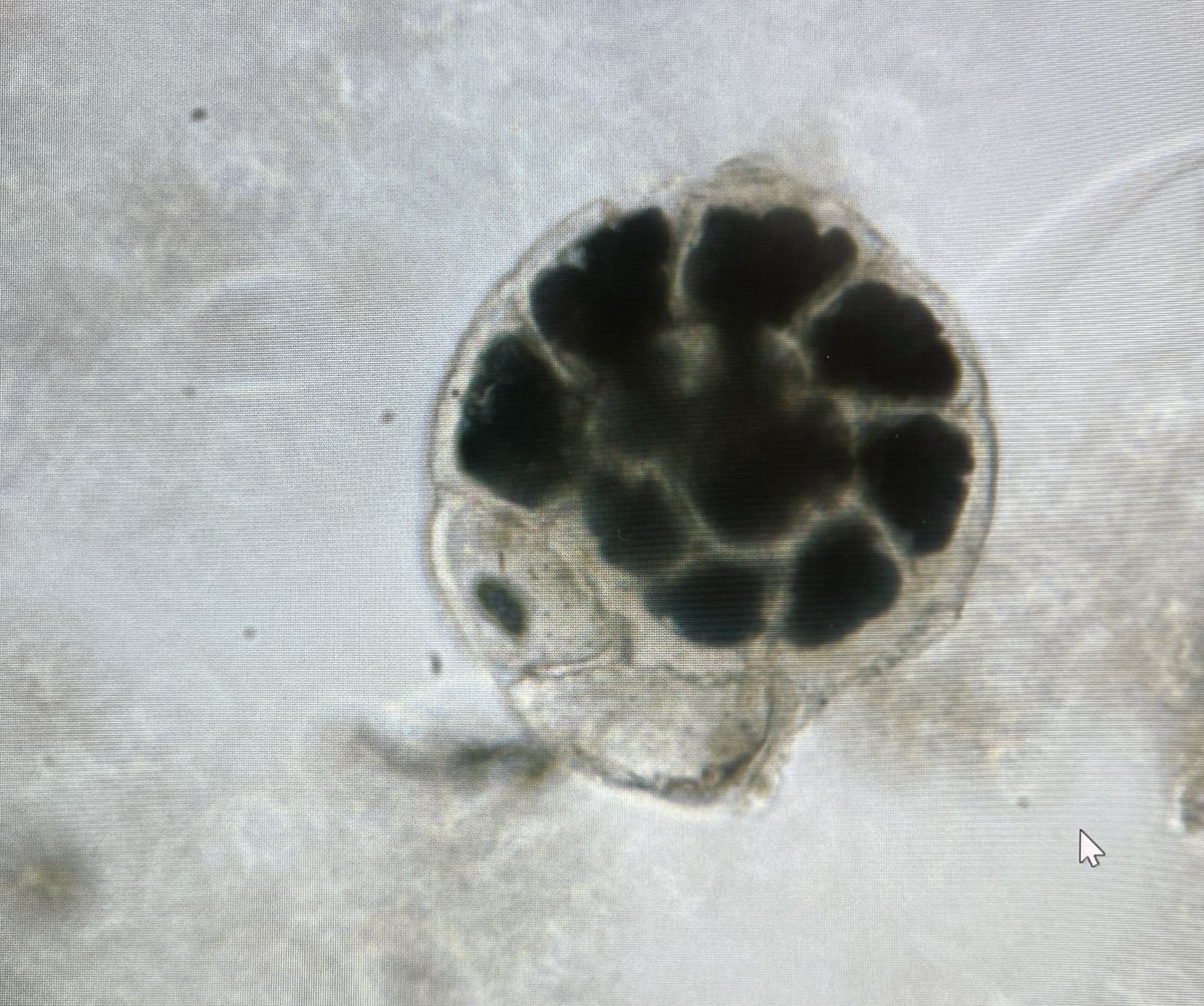 U.S. Scientific Ocean Drilling tweet media