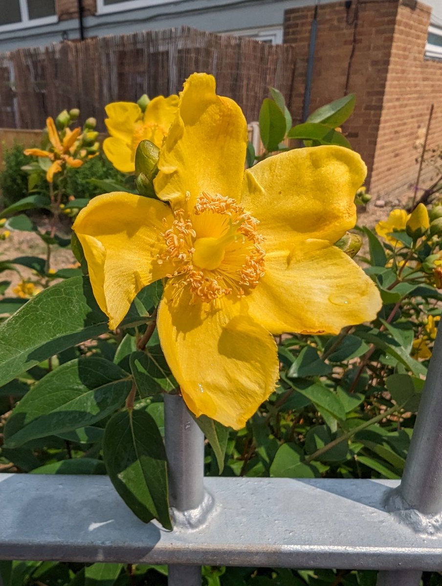 CatJeffcote's tweet image. #hypericum #StJohnsWort