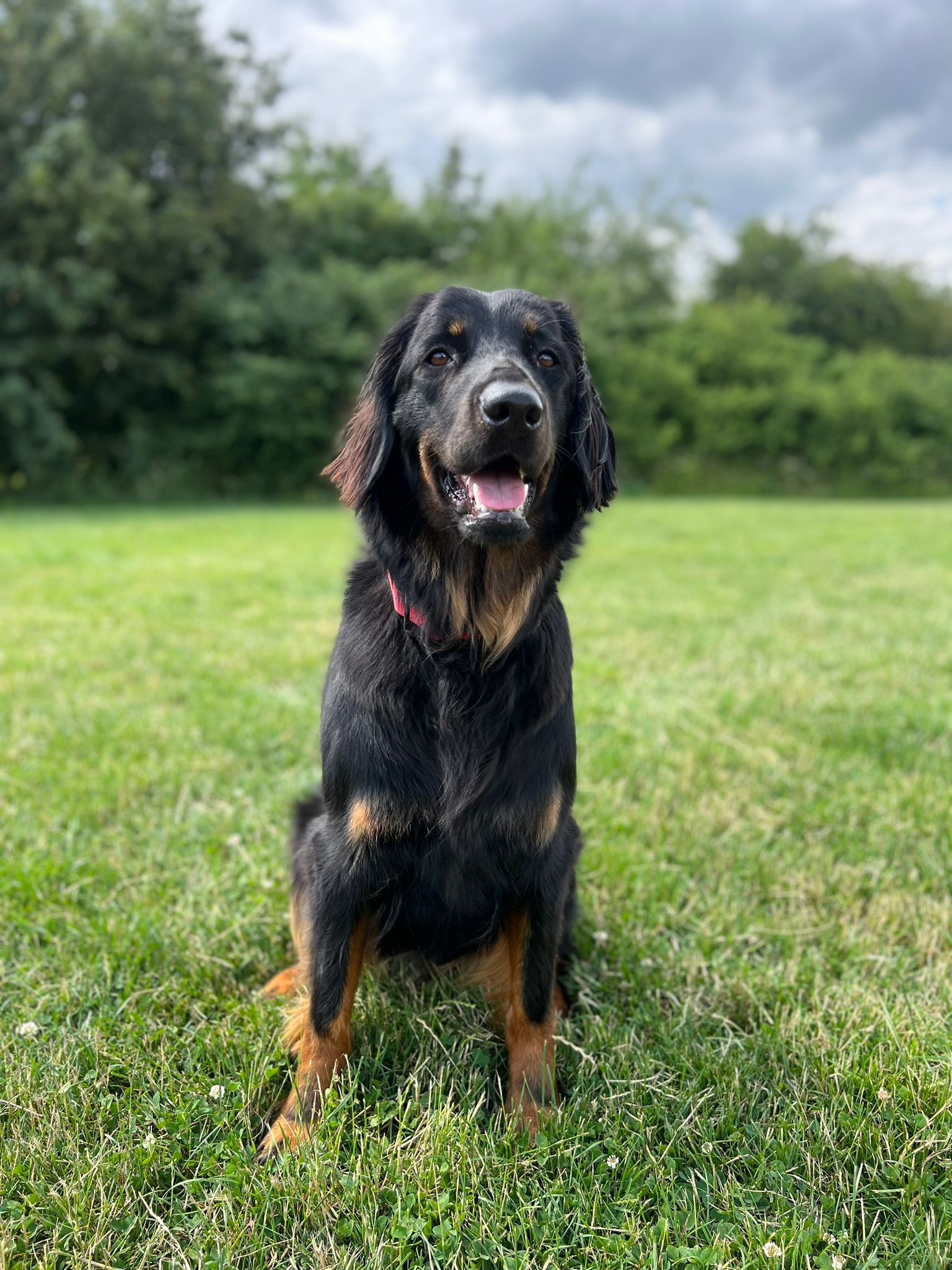 Medical Detection Dogs on Twitter "Kyra looked so pretty after her